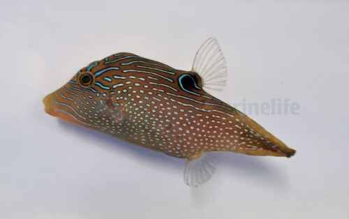 canthigaster_papua_wm.jpg