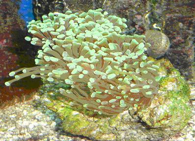 Euphyllia.JPG