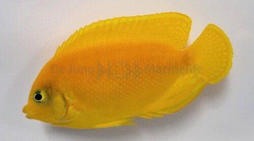 centropyge_heraldi_wm.jpg