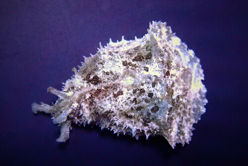dolabella_auricularia_wm.jpg