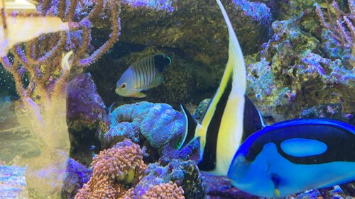 IMG_5497.jpeg