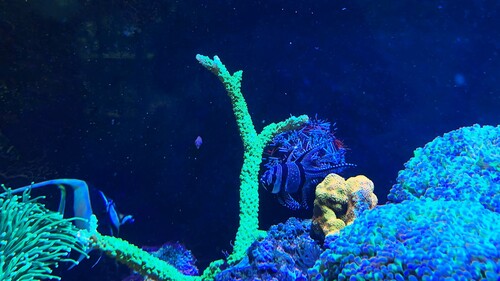 IMG_5509.jpeg