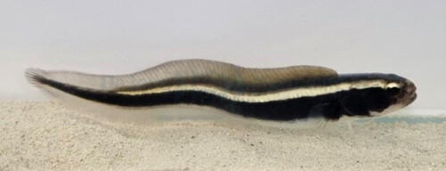 pholidichthys_leucotaenia_wm (1).jpg