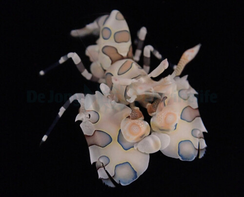 hymenocera_picta_wm.jpg