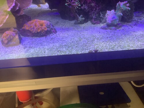 Before waterchange.