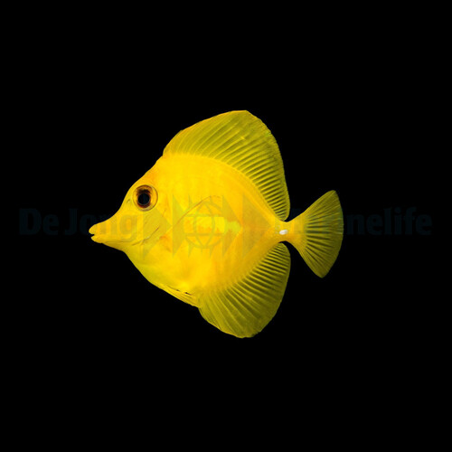 zebrasoma_flavescens_t.b2wm_5.jpg