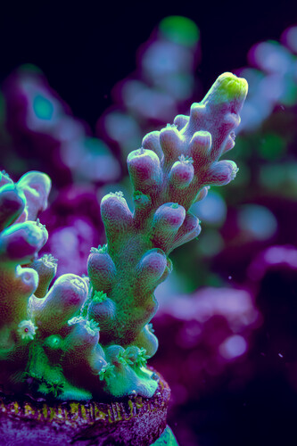 8X2A9905-Enhanced-NR.jpg