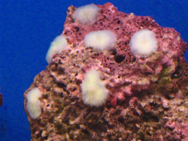 Billede 183 (Small).jpg