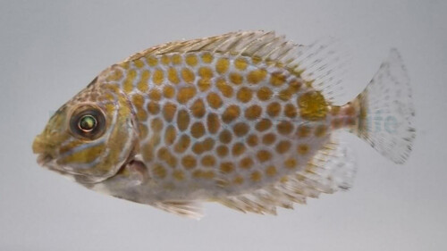 siganus_guttatus_wm.jpg