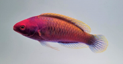 cirrhilabrus_solorensis_-_male_wm.jpg