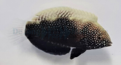 macropharyngodon_negrosensis_2_wm_1.jpg
