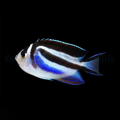 genicanthus_bellus_female2wm.jpg