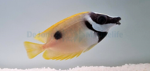 siganus_unimaculatus_wm.jpg