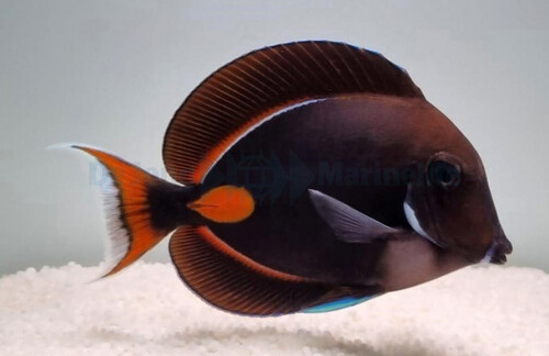 acanthurus_achilles_wm.jpg