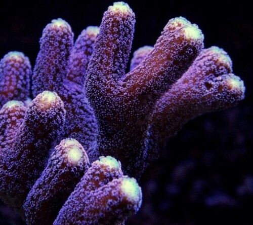 Milka_Stylophora.jpg