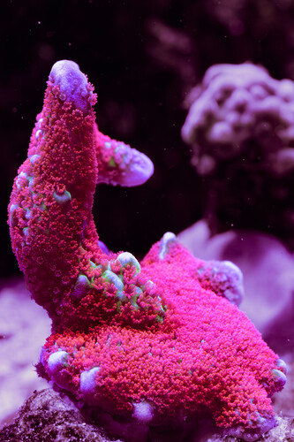 8X2A9863-Enhanced-NR.jpg