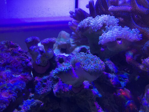 IMG_2987.jpeg