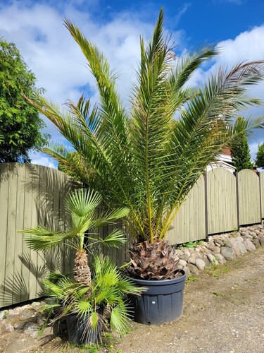 Min indkørsel. Den store palme er en daddelpalme. Den lille er en europæisk viftepalme. De kan også blive meget store.