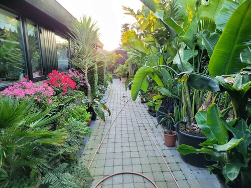 Indgangen til huset. Her står Strelitziaer, lidt bananplanter og nogle af de mindre palmer.
