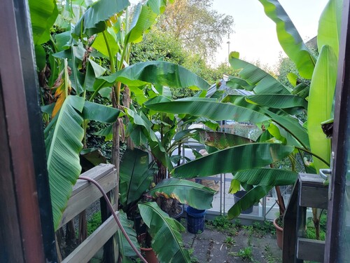 28.09 Bananplantagen 2.jpg (520.71 KiB) Vist 1342 gange Bananplantagen