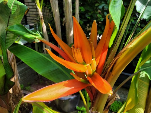 Den ene af bananerne har blomstret flittigt i år. Det er en Musa laterita der er en ikke så tit set bananplante.