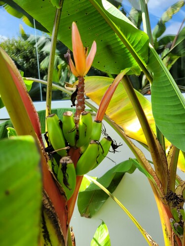 Bananerne på Musa laterita