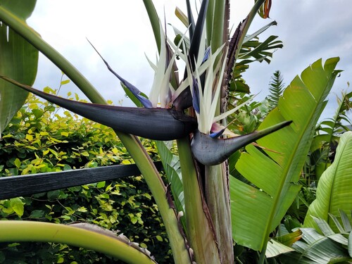 28.09 Nicolaiae blomst.jpg (388.66 KiB) Vist 1412 gange Blomsten på Strellitzia nicalaiae. Mange kender den som indendørs plante. Det er ikke ret tit man får dem til at blomstre. Jeg kender kun til 3 der blomstrer regelmæssigt. Tivolis gør og så så har de en, der hvor mine planter opbevares og så min egen. De skal typisk være omkring 8 år før de blomstrer.