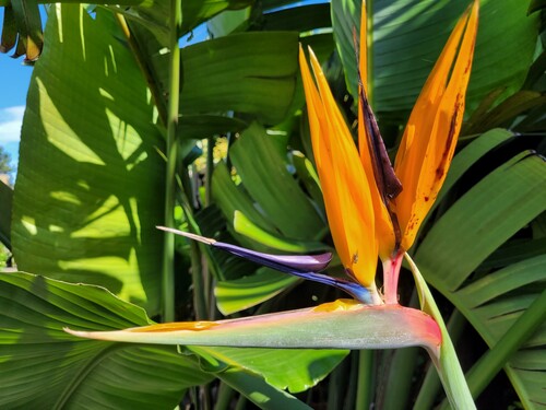 28.09 Regina blomst.jpg (256.79 KiB) Vist 1342 gange En anden Strellitzia (regina) i blomst. Mange kender blomsten fra lufthavne sydpå, hvor blomsterne sælges som souvenirs.