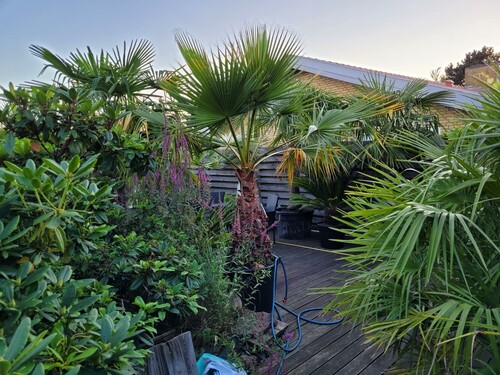 Lidt palmer ved indgangen til den store terrasse.