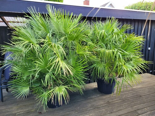 Europæisk vifteplame (chaemerophs humilis)