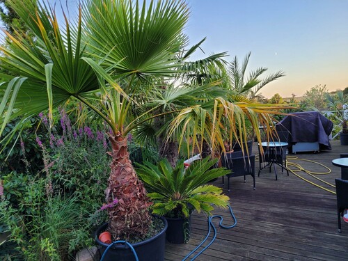 28.09 Flere palmer..jpg (638.79 KiB) Vist 1409 gange Flere palmer på terrassen