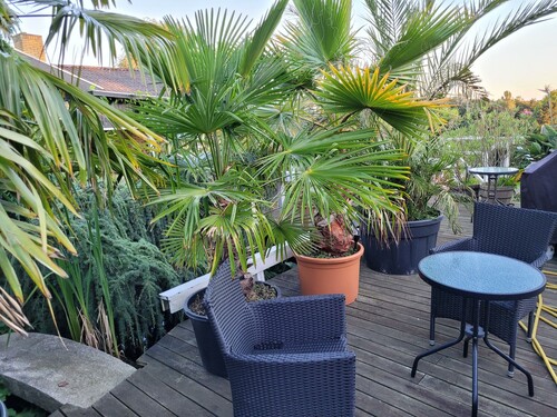 Café miljø på terrassen