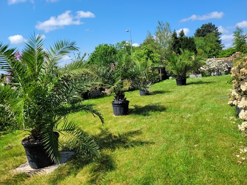 28.09 Palmer på plænen.jpg (877.48 KiB) Vist 1342 gange Jeg har mine største palmer på græsplænen, hvor de får lys og luft omkring sig. Det er Canarisk viftepalme og to palmer (Jubaea chilensis, der som navnet angiver stammer fra Chile