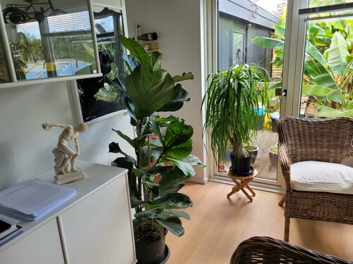 28.09 Planter inde pony tail.jpg (482.35 KiB) Vist 2124 gange Et par billeder af de tropiske typer der står inde om vinteren. Her en ponytail palm, der faktsik ikke er en palme. Det er en sokkulent.