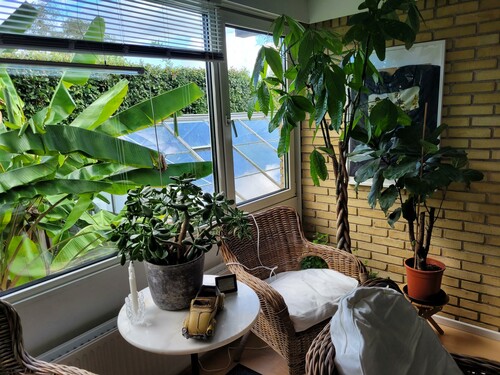 28.09 Planter inde.jpg (523.73 KiB) Vist 1341 gange Lykke kastanje opbevares også indendøre.