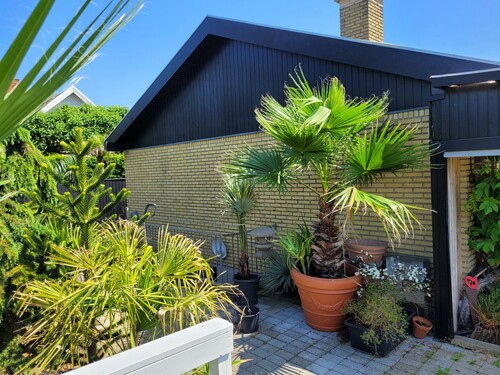 28.09 Wasingtonia robusta.jpg (644.01 KiB) Vist 1409 gange Wasingtonia robusta