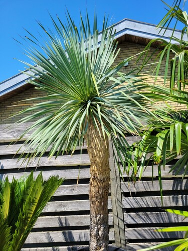 28.09 Yucca.jpg (696.88 KiB) Vist 2124 gange Og en Yucca. Jeg har to i den størrelse + en lidt mindre. De blomstrer på skift. Opbevares i udestuen, da de godt kan klare lidt frost.