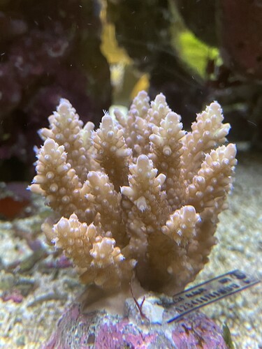 IMG_4173.jpeg (2.33 MiB) Vist 1806 gange Bali01