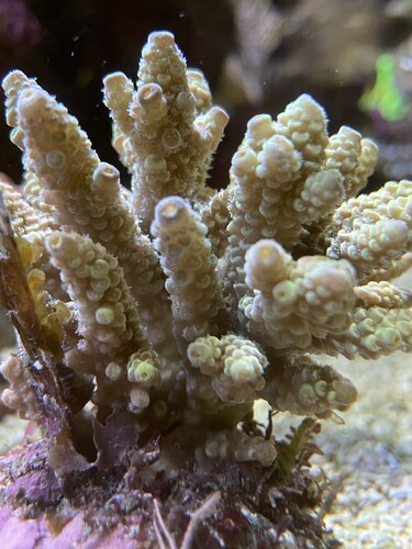 IMG_4174.jpeg (2.49 MiB) Vist 1795 gange Bali02