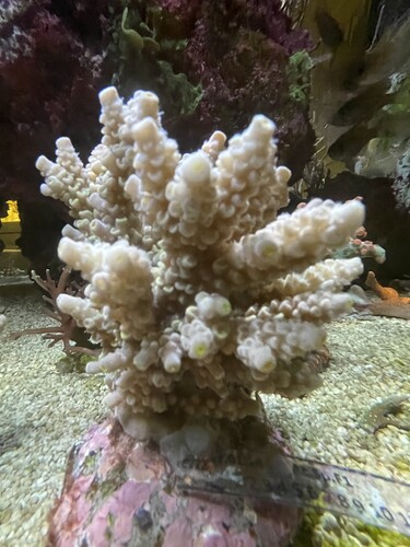 IMG_4175.jpeg (2.49 MiB) Vist 1806 gange Bali03