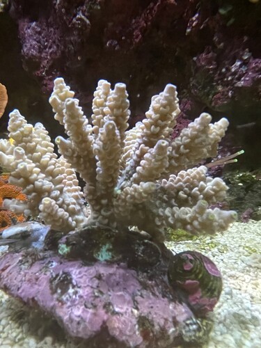 IMG_4176.jpeg (2.43 MiB) Vist 1806 gange Bali04