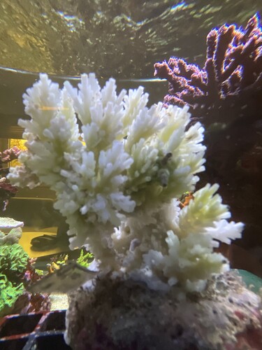 IMG_4177.jpeg (1.86 MiB) Vist 1922 gange Bali dead