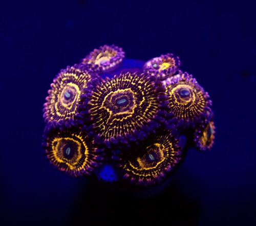 zoanthus_sp._stratosphere_8_polyps_o_073_175.jpeg