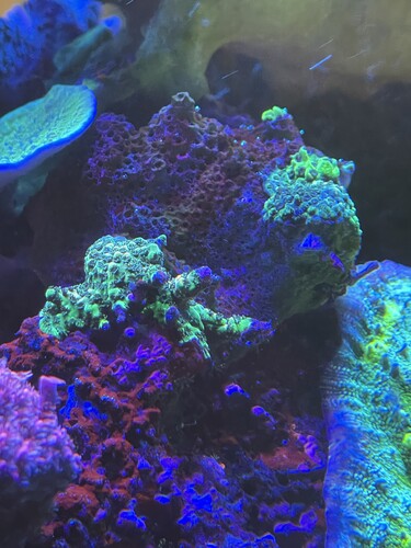 Stn coral