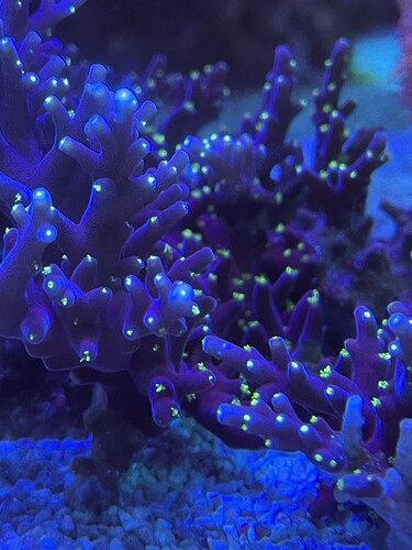 Acropora unknown