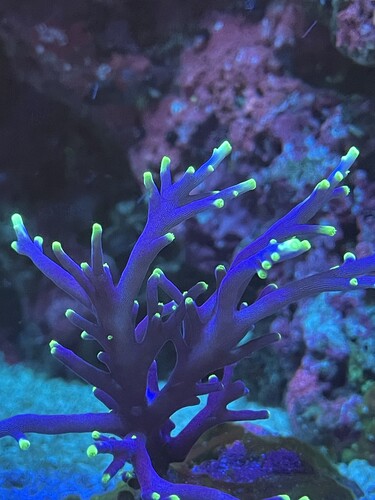 Acropora carduus mr pacma