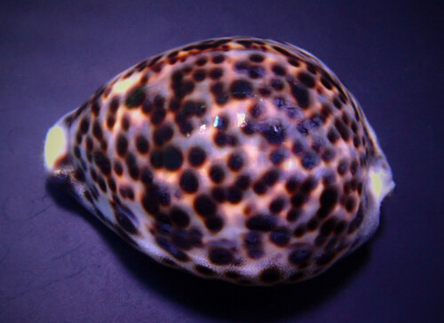 cypraea_tigris_wm.jpg