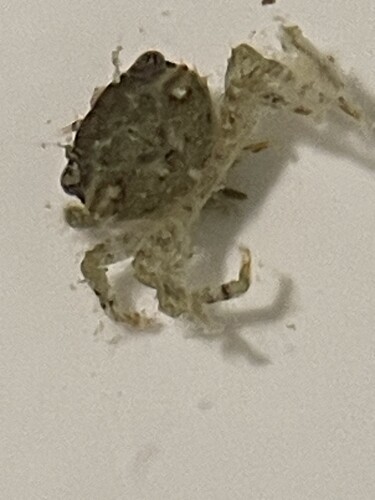Crab