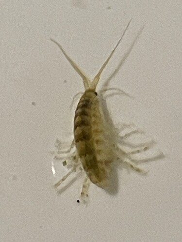 Pod