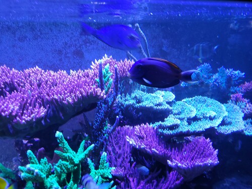 Det her har jeg selv taget med mobilen. Det er taget i pro mode på min Samsung. Ingen efterbehandling ellers. Det er ikke korallen der var i fokus på dagen, men mere fisken. Det er korallen øverst tv